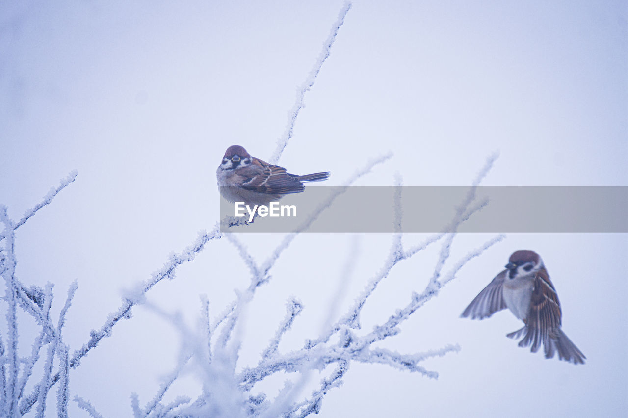 bird, winter, blue, animal, nature, animal themes, wildlife, animal wildlife, snow, cold temperature, flying, sky, no people, day, one animal, beauty in nature, outdoors, tree, plant, bird of prey, low angle view