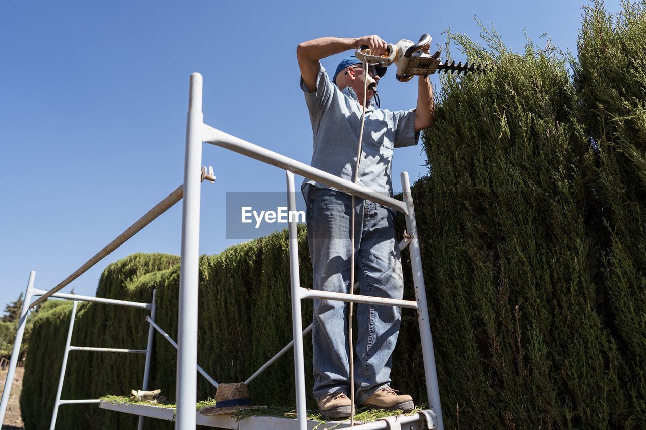 Side view of senior male gardener in casual clothes using electric hedge trimmer while standing on scaffolding and pruning green thuja trees during work against cloudless blue sky in countryside
