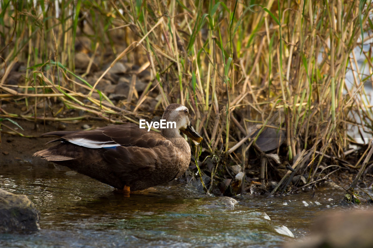 Close-up duck in lake