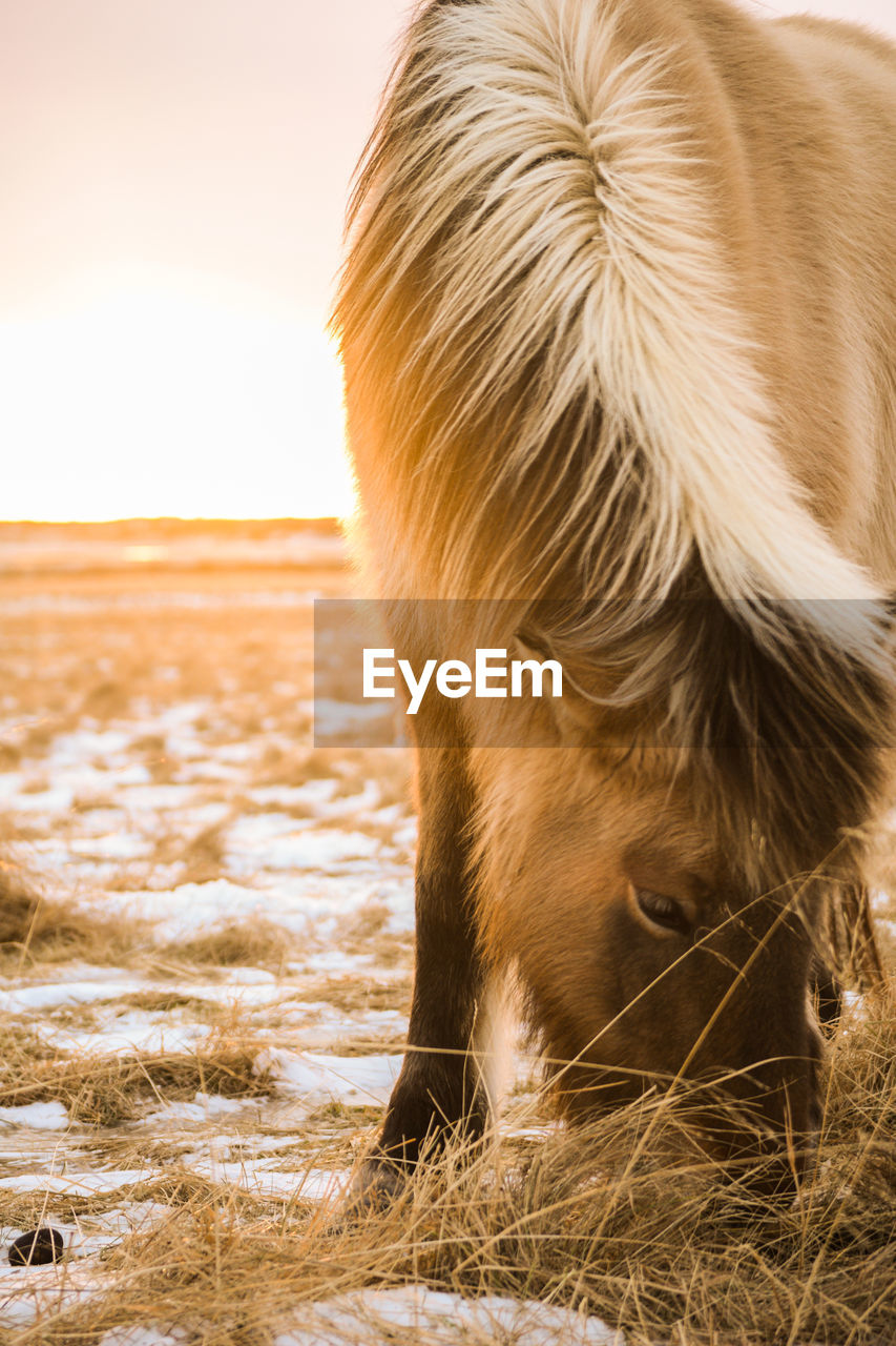 CLOSE-UP OF HORSE IN THE BACKGROUND