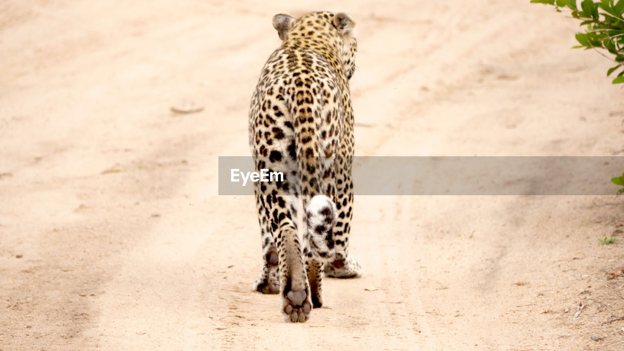 animal, animal themes, animal wildlife, big cat, feline, mammal, cat, wildlife, one animal, safari, spotted, no people, cheetah, nature, leopard, carnivora, undomesticated cat, tourism, felidae, domestic animals, animals hunting, pet, travel destinations, walking, outdoors, environment, full length, landscape, portrait