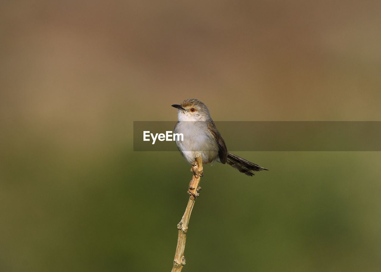 CLOSE-UP OF A BIRD PERCHING ON TWIG