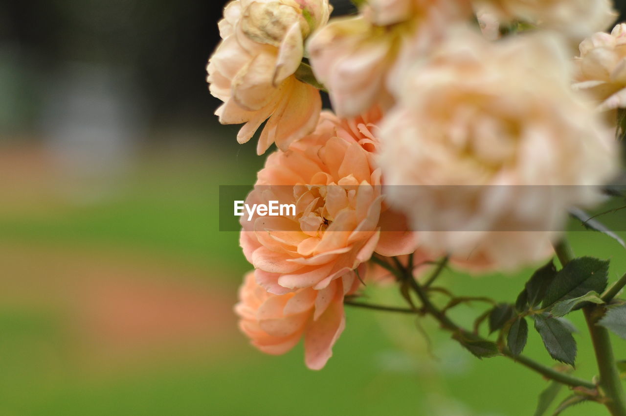 Close-up of flowers blooming