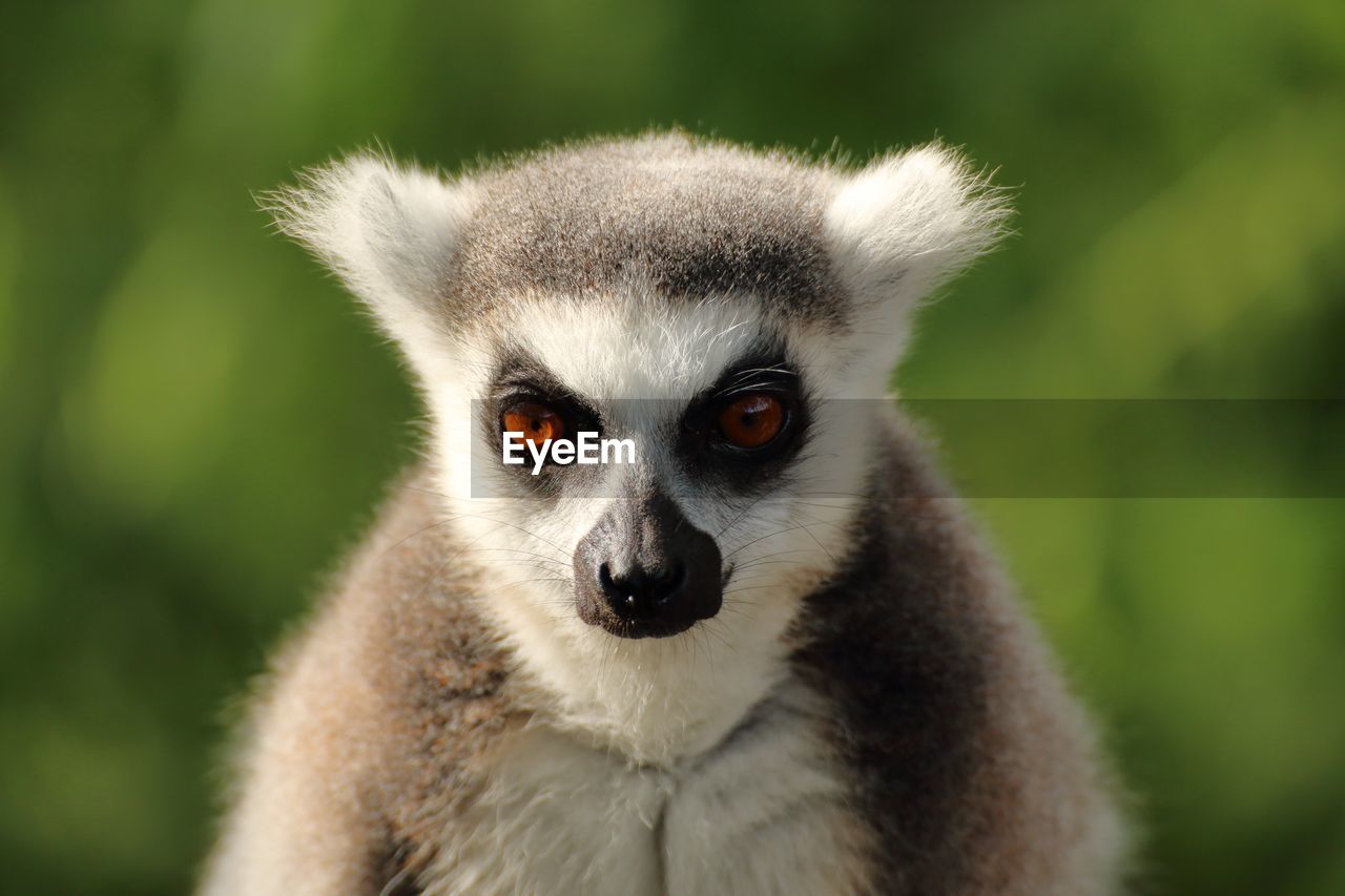 Close-up portrait of lemur