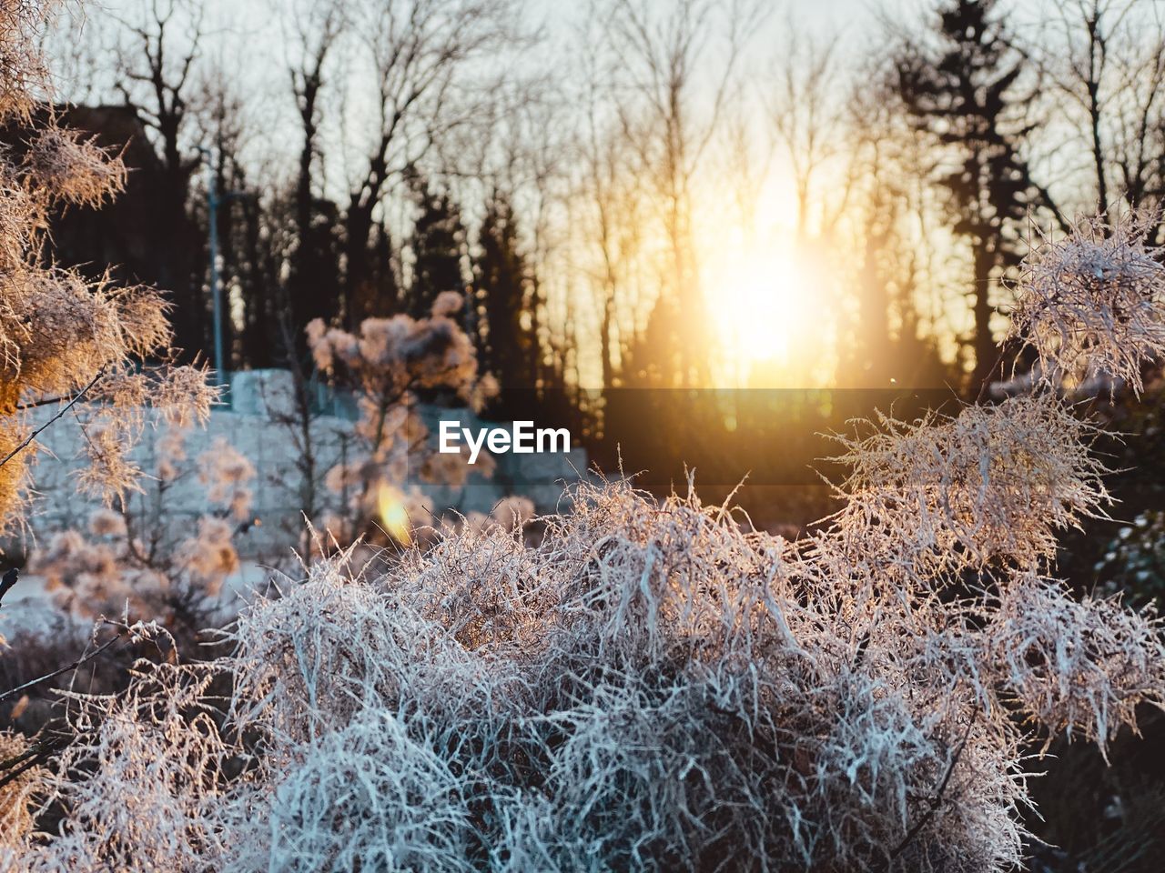 SNOW COVERED PLANTS DURING SUNSET