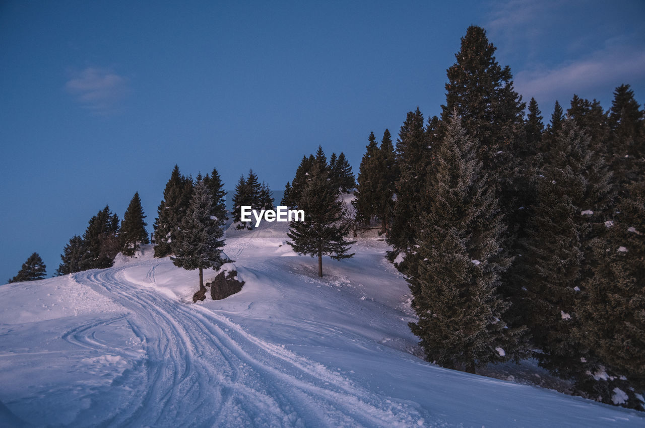 snow, winter, cold temperature, tree, sky, scenics - nature, plant, mountain, mountain range, nature, pine tree, beauty in nature, coniferous tree, environment, forest, landscape, pinaceae, winter sports, land, footwear, pine woodland, blue, piste, non-urban scene, tranquil scene, no people, tranquility, travel destinations, travel, cloud, snowcapped mountain, woodland, frozen, outdoors, sports, white, ridge