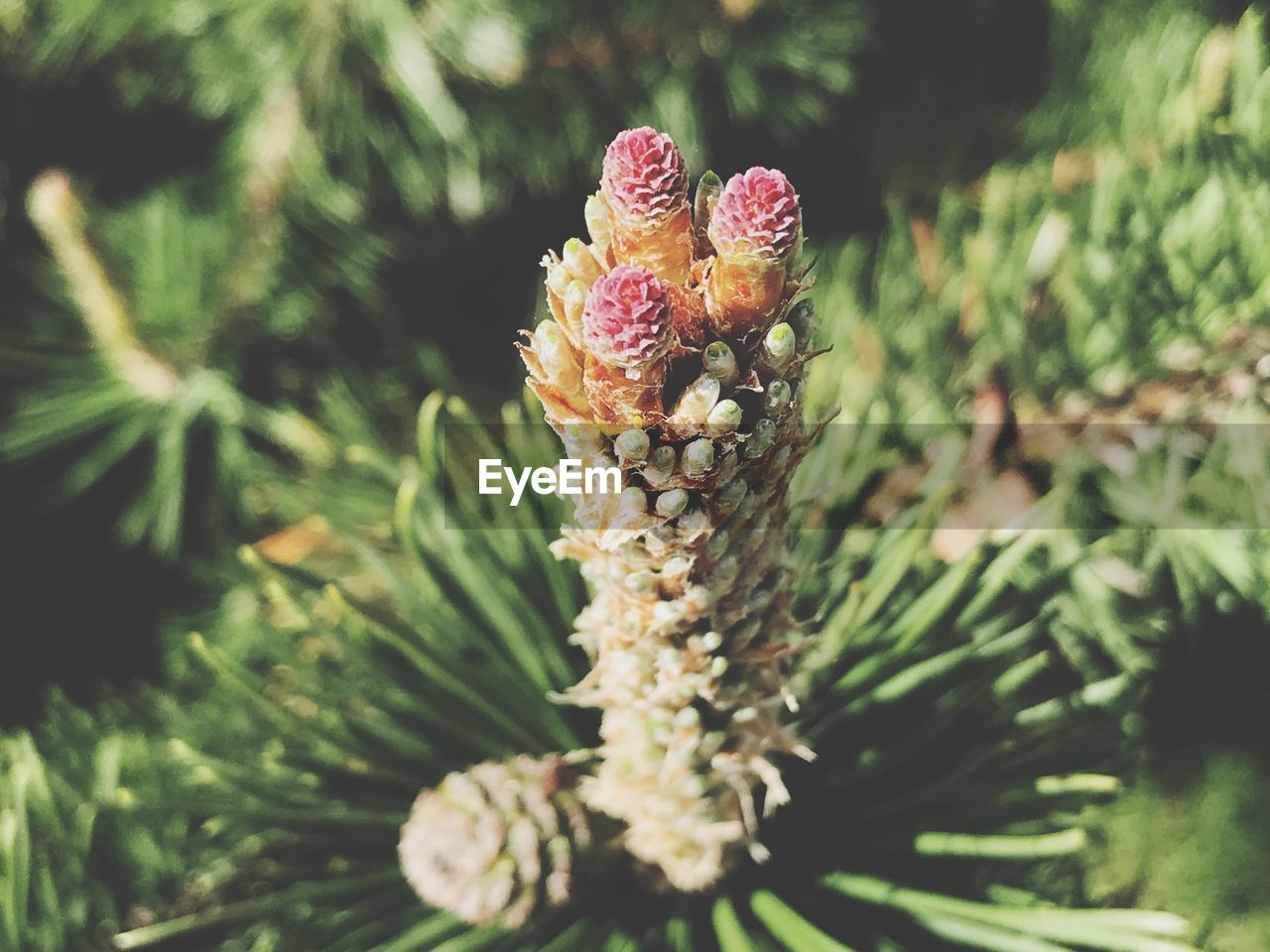 CLOSE-UP OF PINE CONE ON PLANT