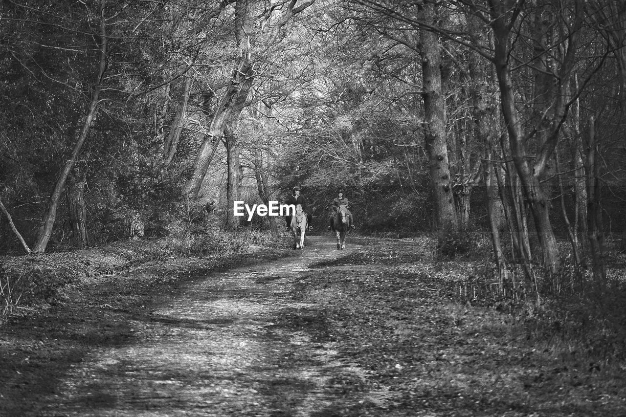 FOOTPATH AMIDST TREES AT FOREST