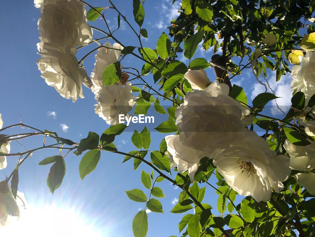 CLOSE-UP OF WHITE FLOWERING PLANTS AGAINST SKY
