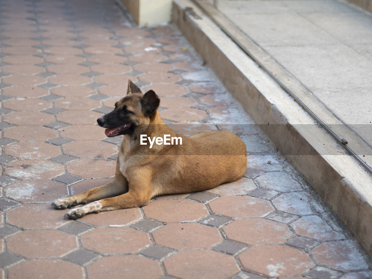 Brown dog on the floor brown brick