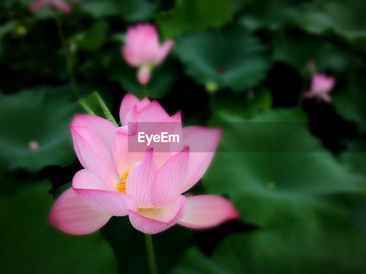 Close-up of pink water lily blooming