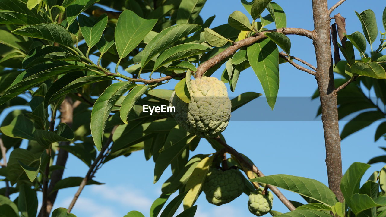 Low angle view of fruits growing on tree against sky