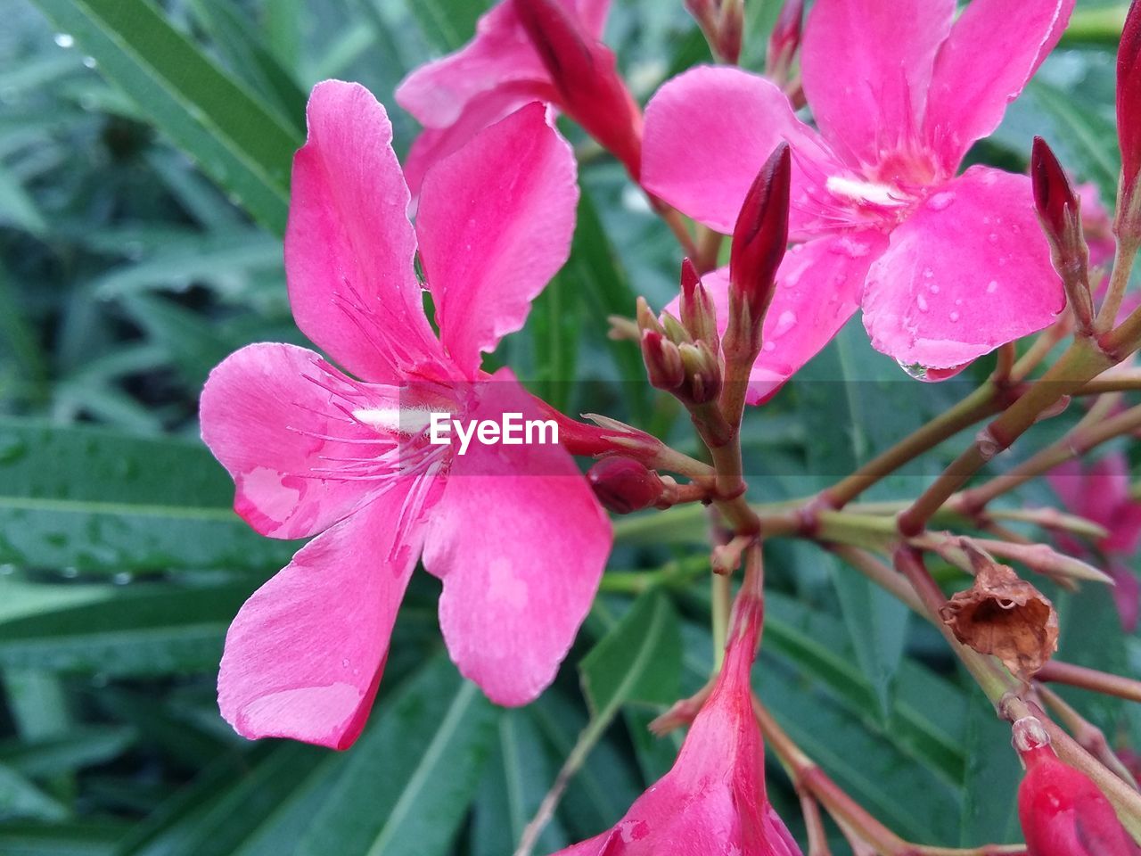 CLOSE-UP OF PINK FLOWER BLOOMING