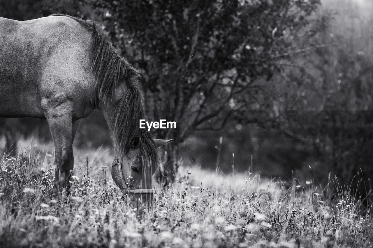 Horse grazing on field