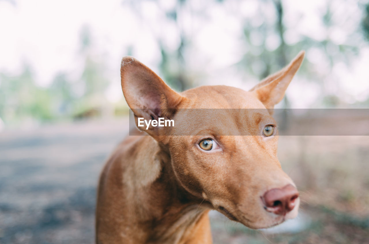 Close-up portrait of dog outdoors