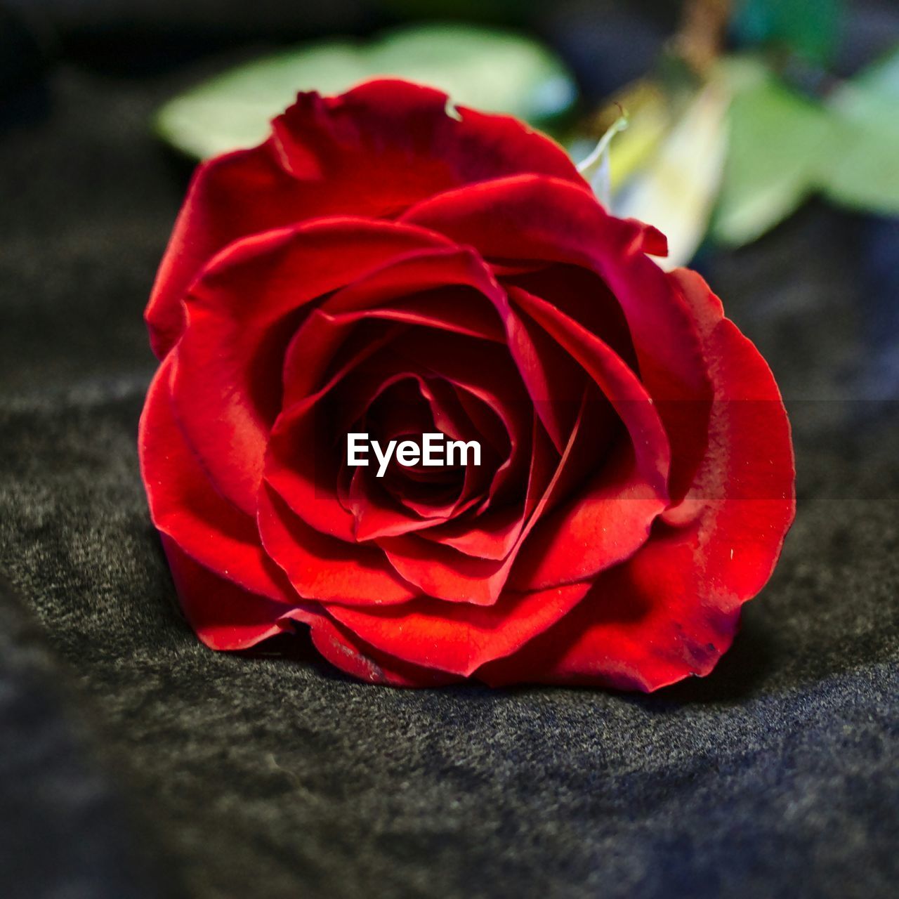 Close-up of red rose on the ground