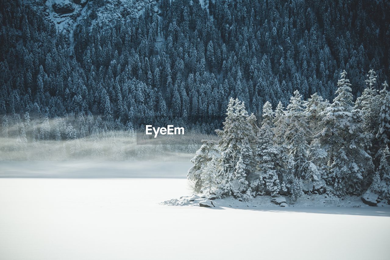 Trees on snow covered landscape against sky