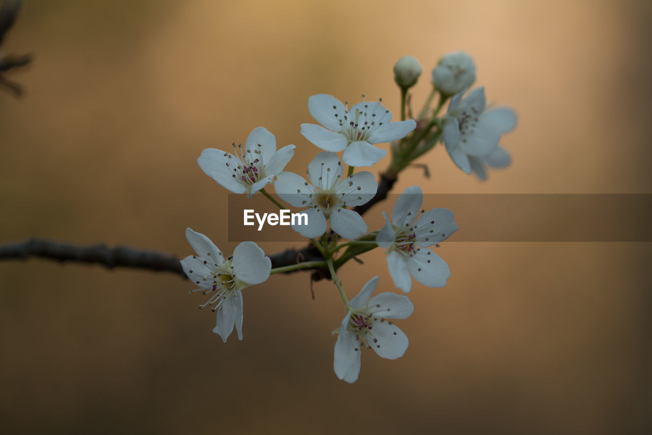 CLOSE-UP OF FLOWERS GROWING ON TREE