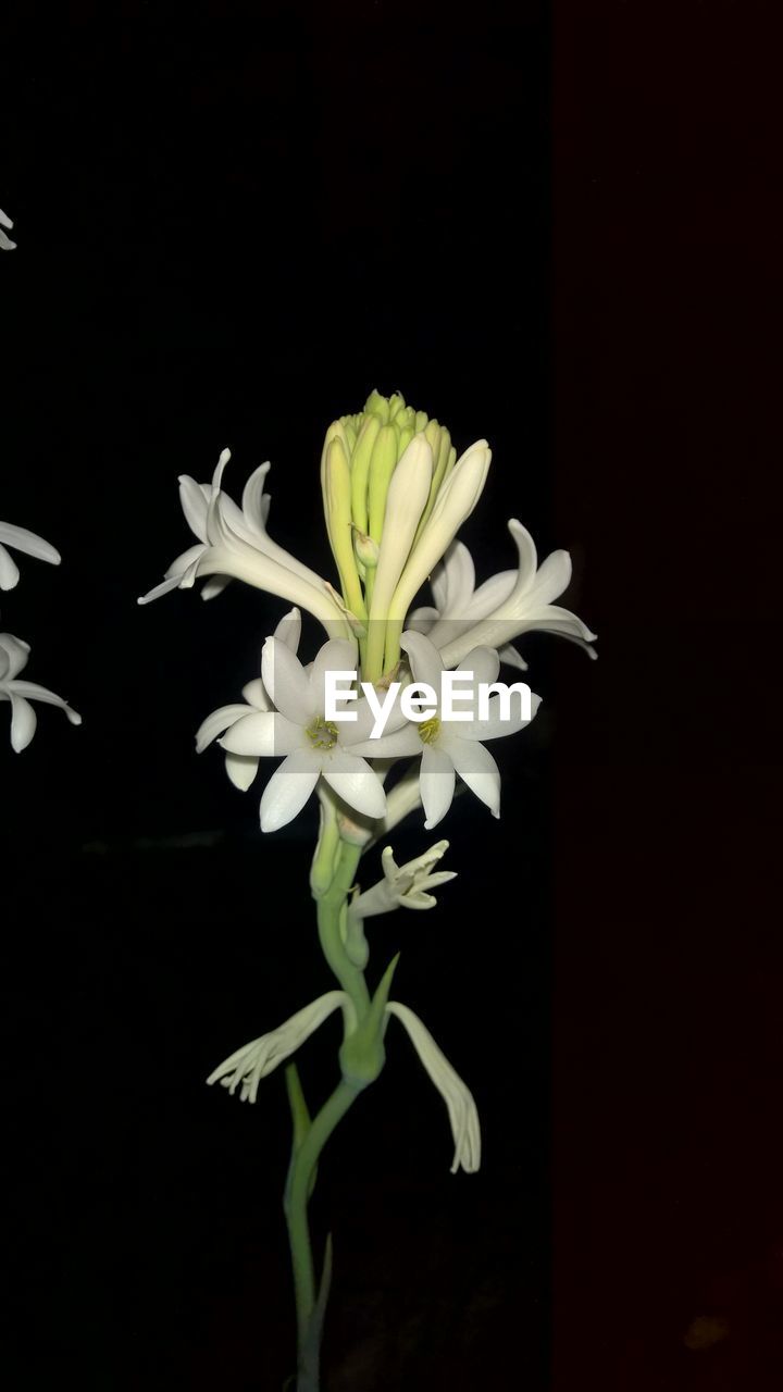 CLOSE-UP OF FLOWER FLOATING ON WATER