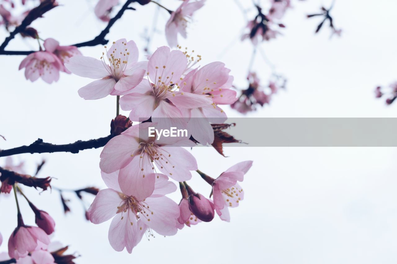 Close-up of pink cherry blossoms in spring against sky