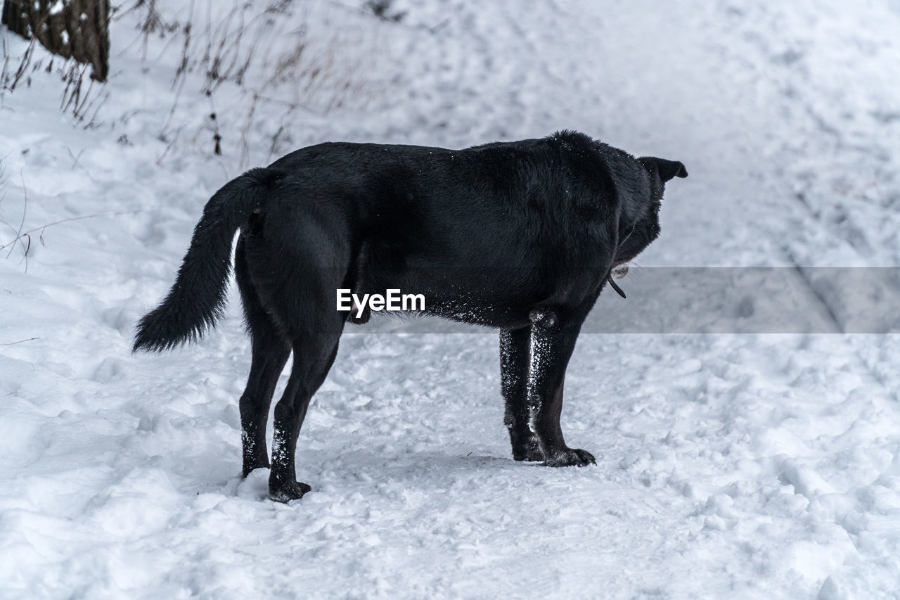 BLACK HORSE ON SNOW FIELD