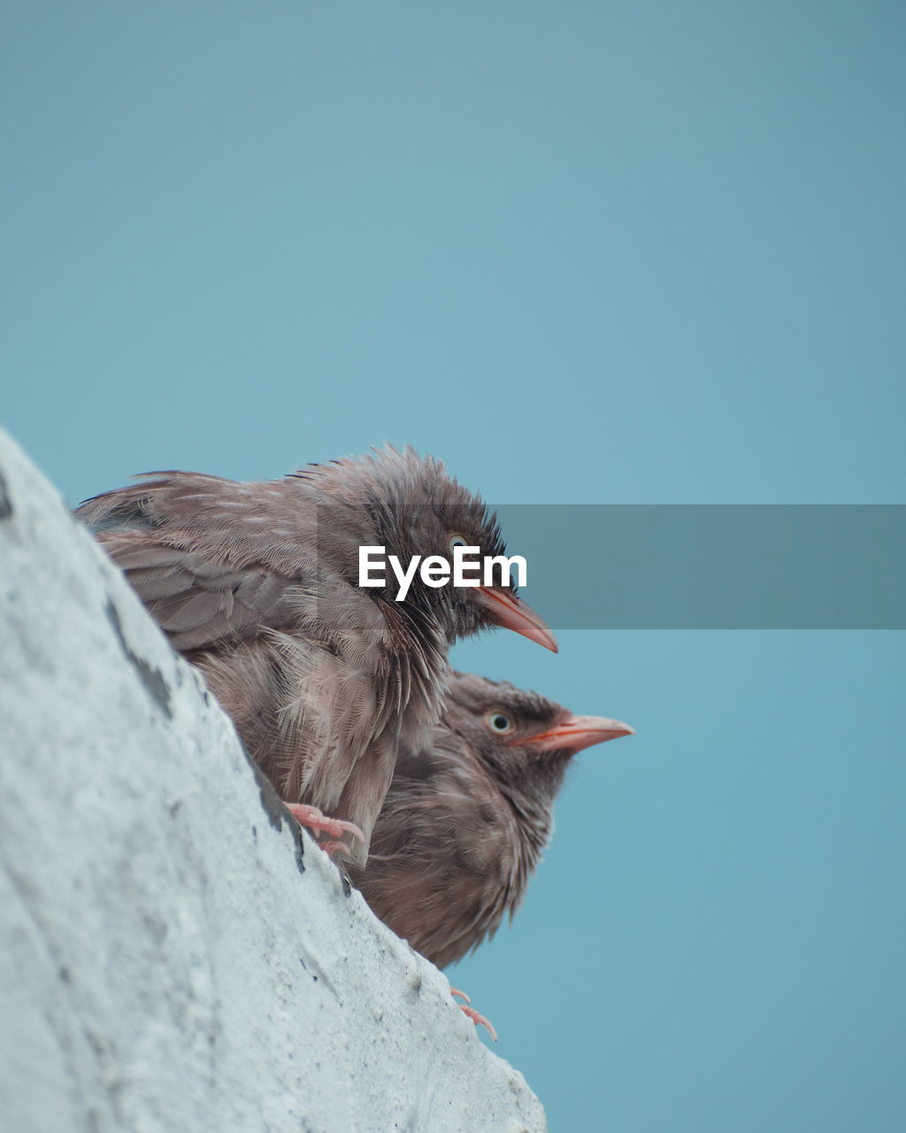 Low angle view of bird perching against clear blue sky