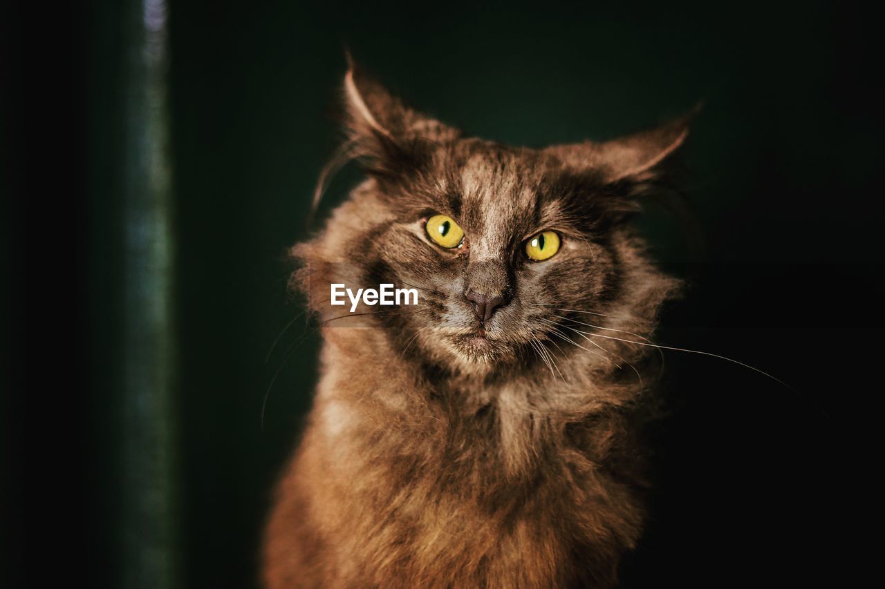 Close-up portrait of cat at night