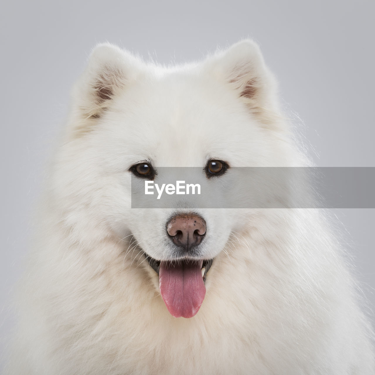 Studio portrait of a beautiful samoyed dog against neutral background