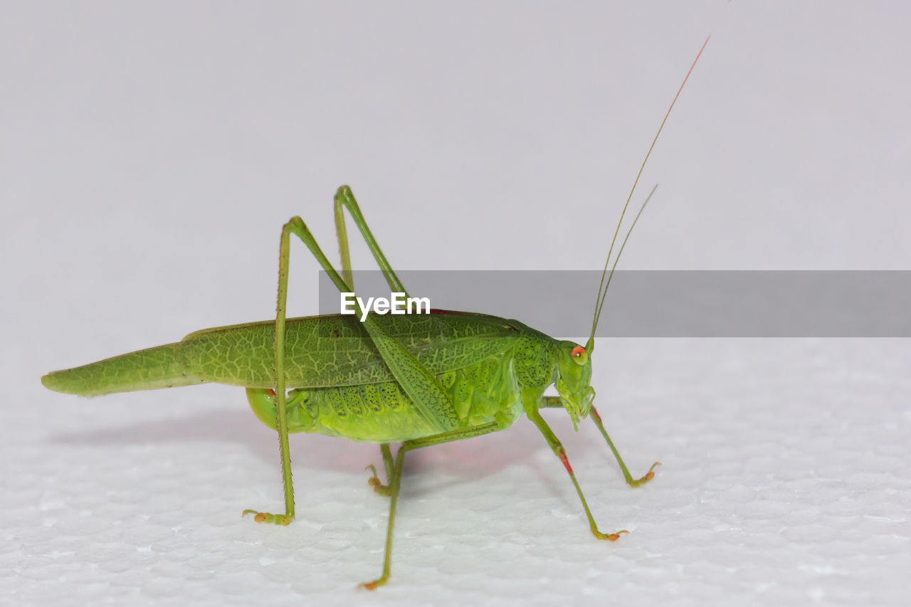 Close-up of grasshopper against white background