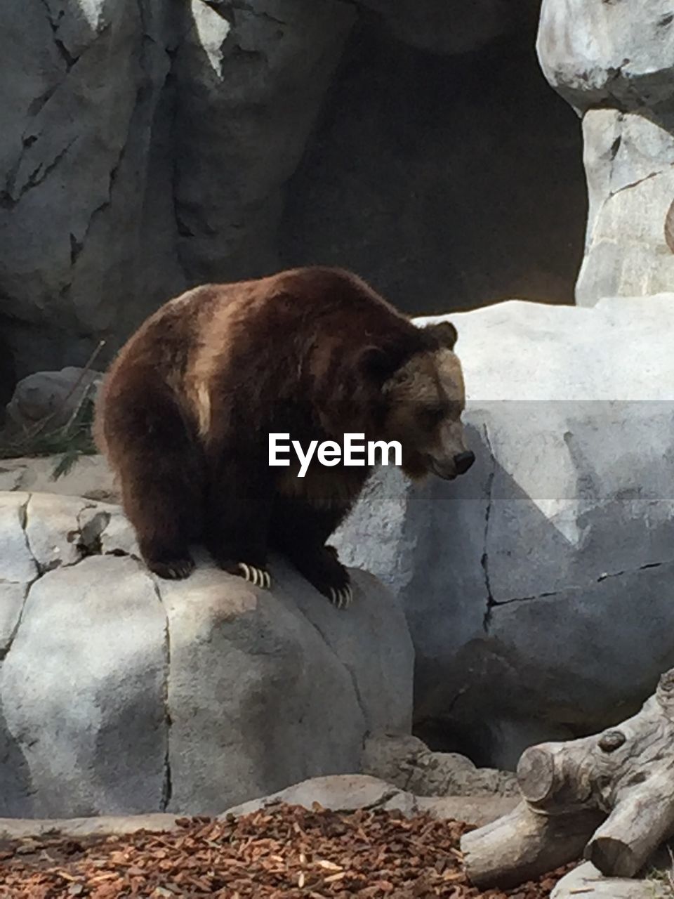 BROWN BEAR IN ZOO