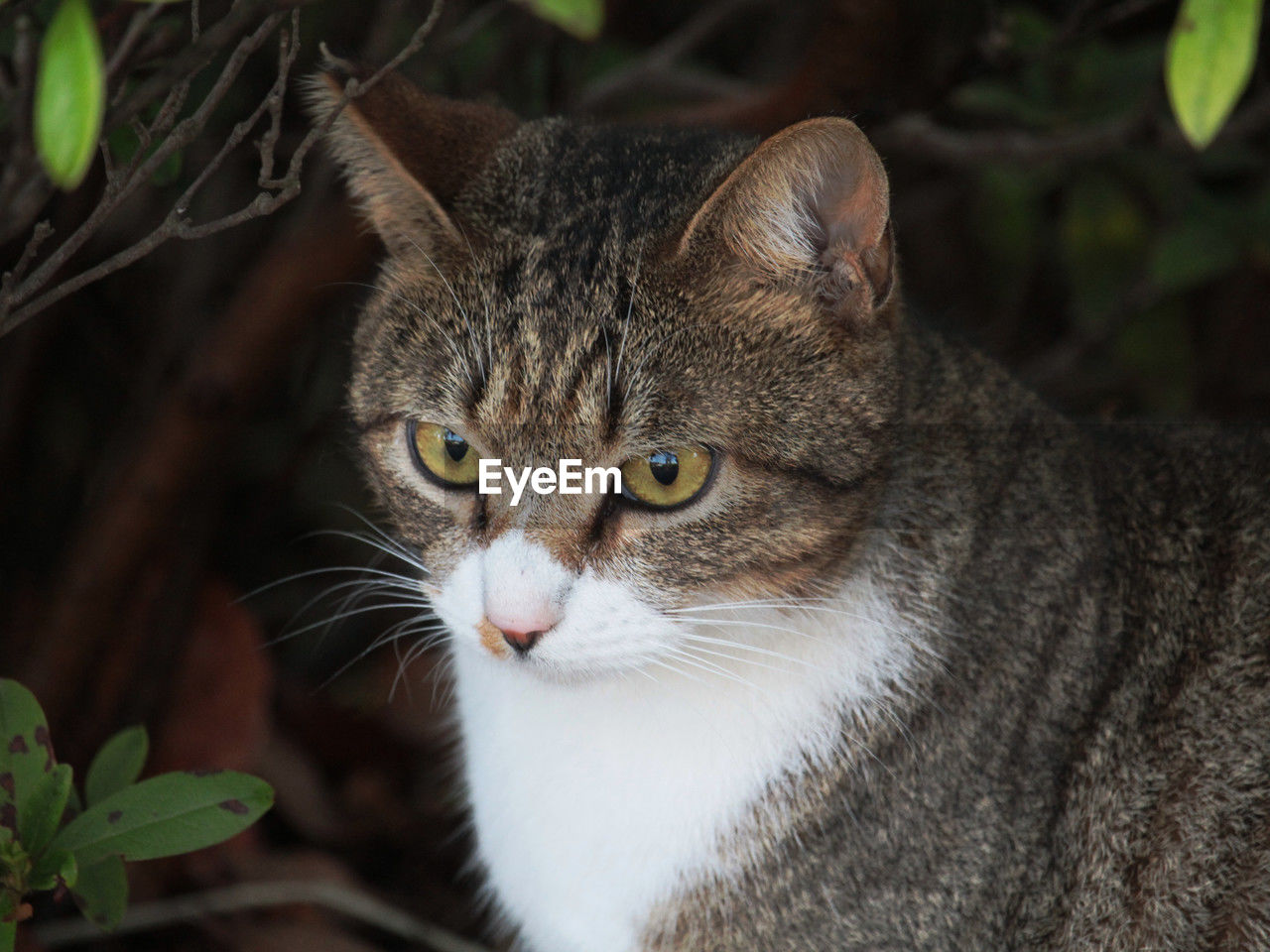 animal themes, animal, pet, mammal, cat, one animal, feline, domestic cat, domestic animals, whiskers, portrait, wild cat, small to medium-sized cats, animal body part, looking at camera, tabby cat, felidae, no people, carnivore, close-up, looking, eye, nature, animal eye, relaxation, animal hair