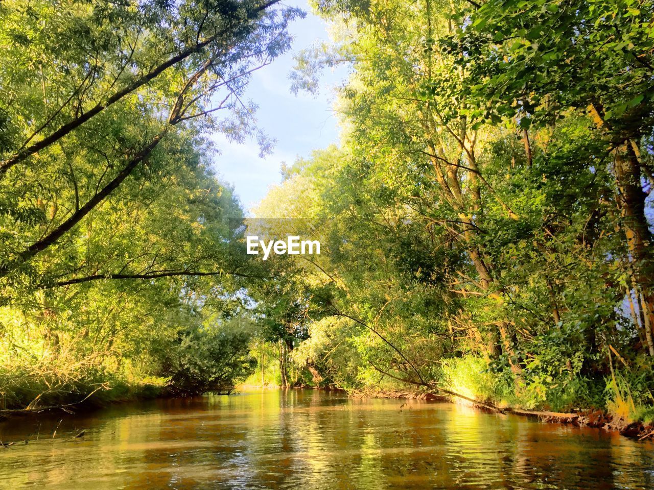 Scenic view of river amidst trees on field