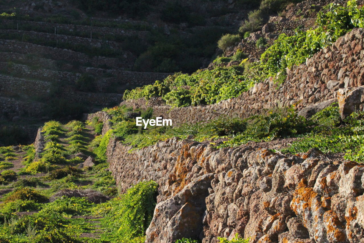 SCENIC VIEW OF TREE MOUNTAIN AGAINST SKY