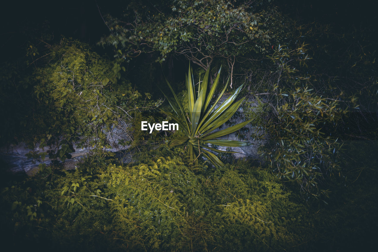 HIGH ANGLE VIEW OF PLANTS GROWING ON SEA