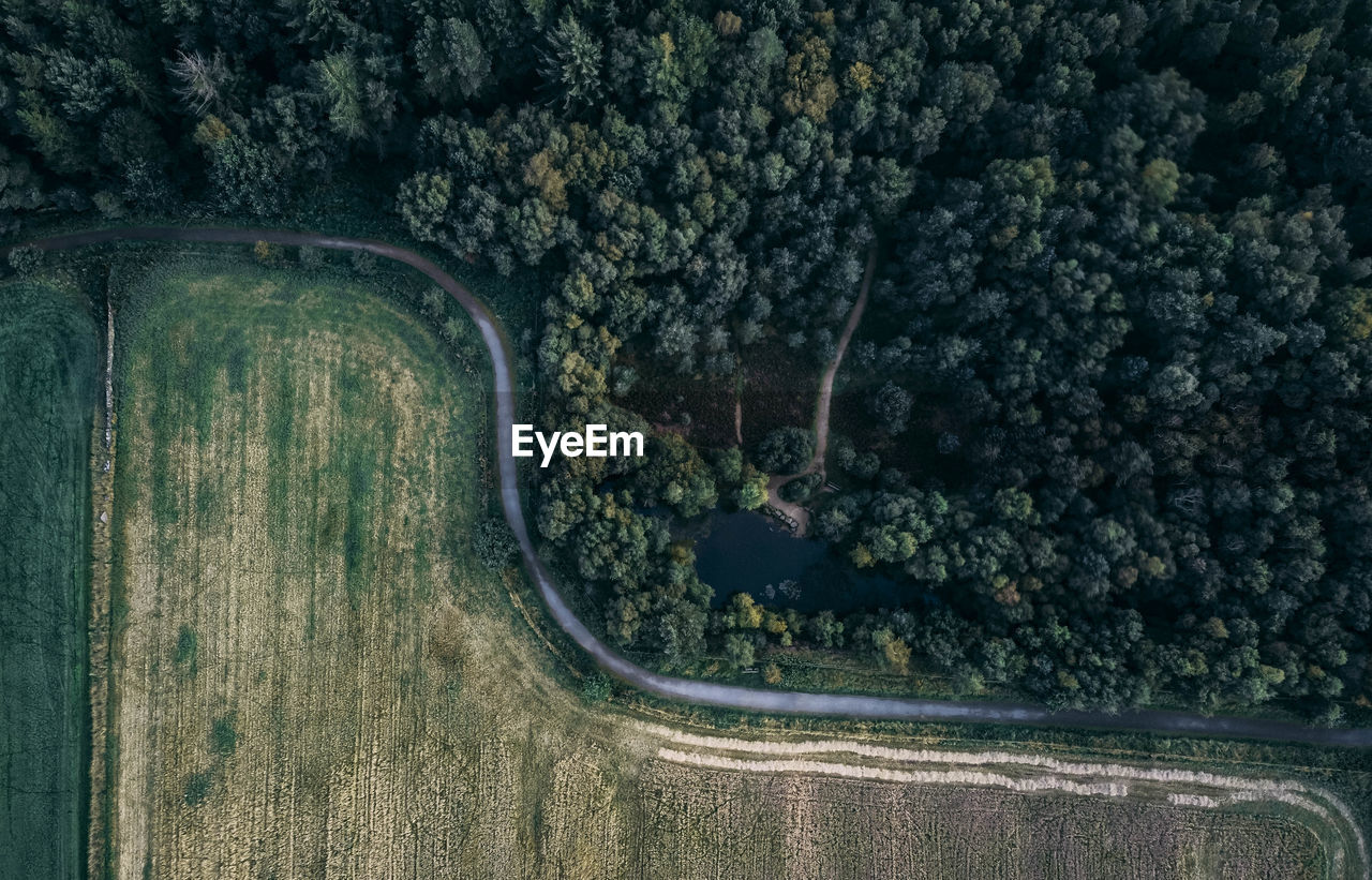 HIGH ANGLE VIEW OF TREES ALONG ROAD