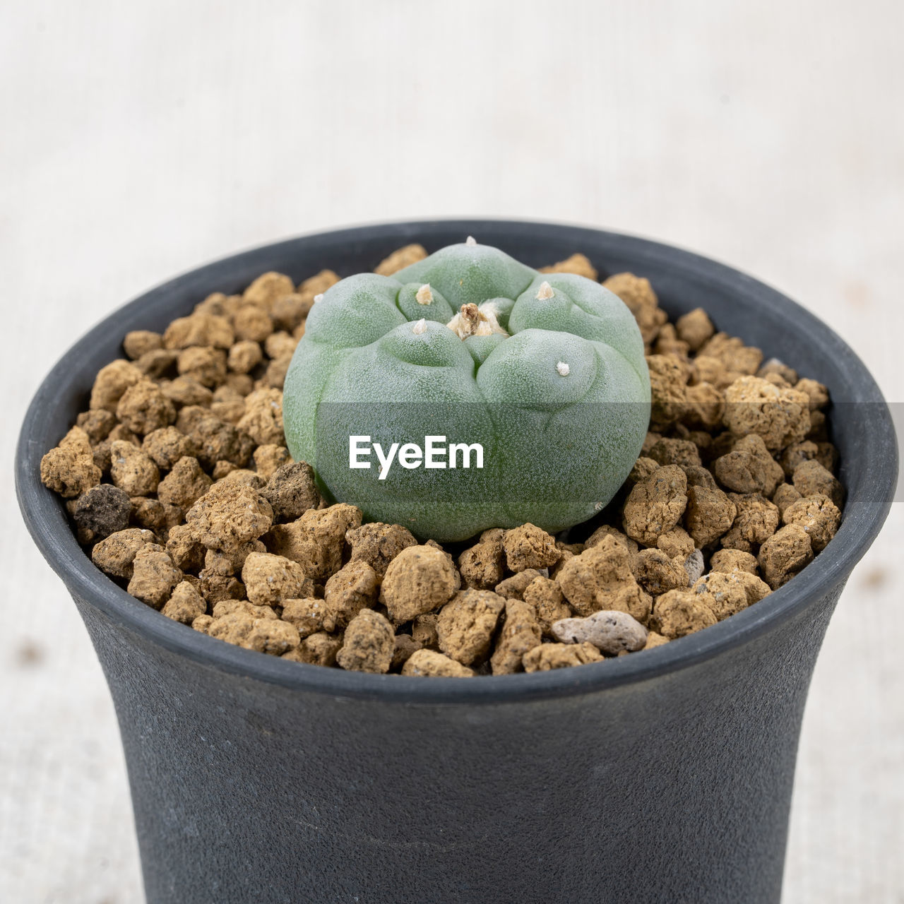 food and drink, food, sweet food, freshness, healthy eating, no people, sweet, nature, bowl, wellbeing, flowerpot, cactus, dessert, studio shot, close-up, indoors, fruit, still life