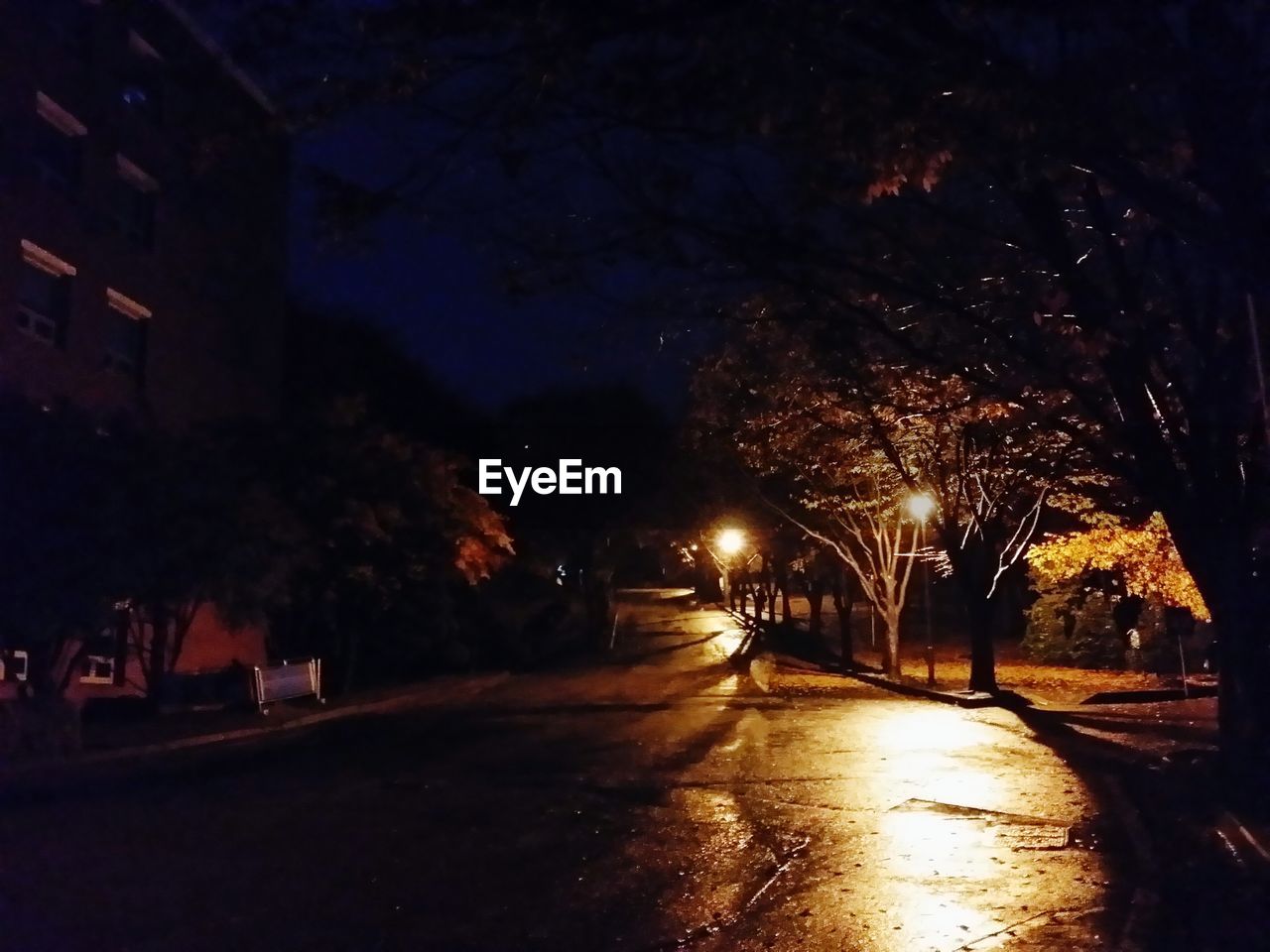 STREET LIGHTS ALONG TREES