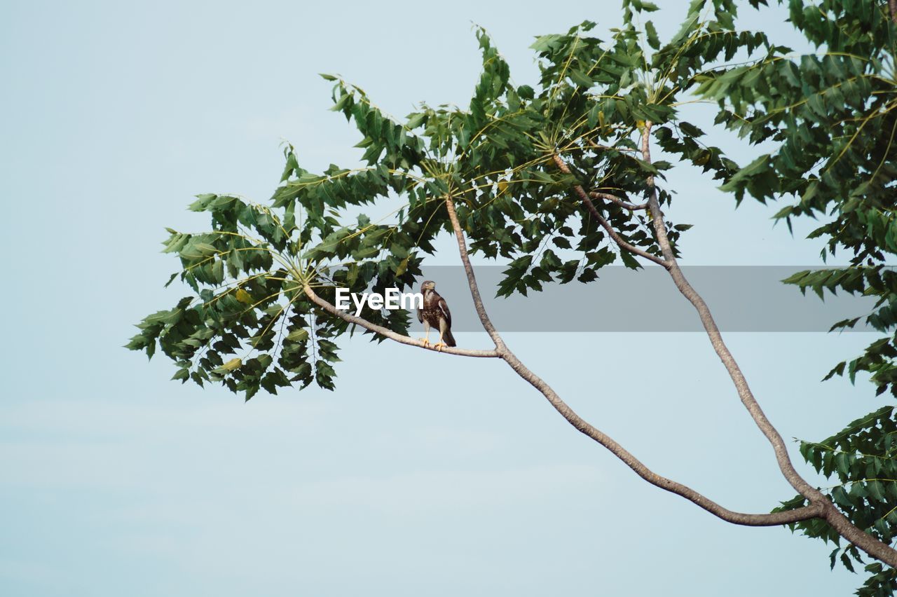 Low angle view of bird perching on tree against sky