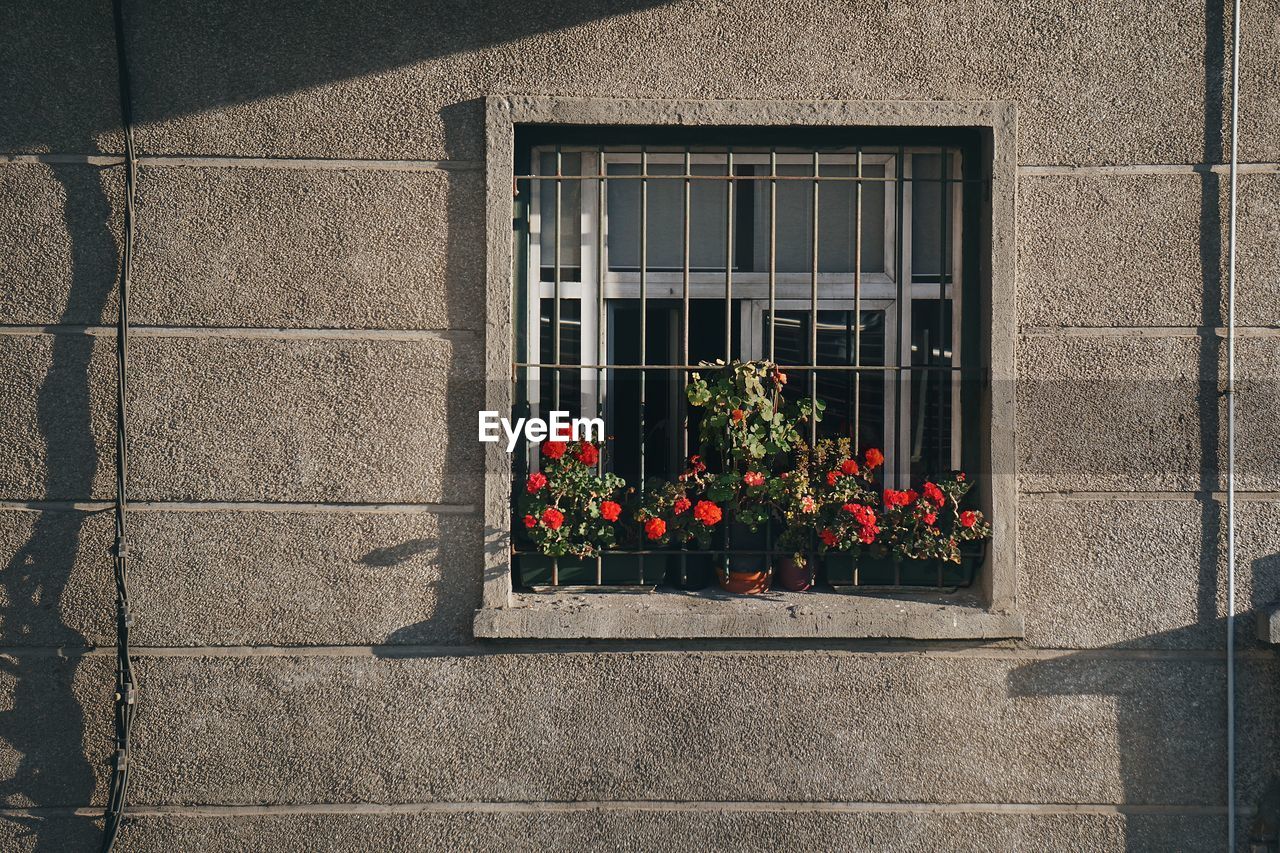 POTTED PLANT BY WINDOW ON BUILDING