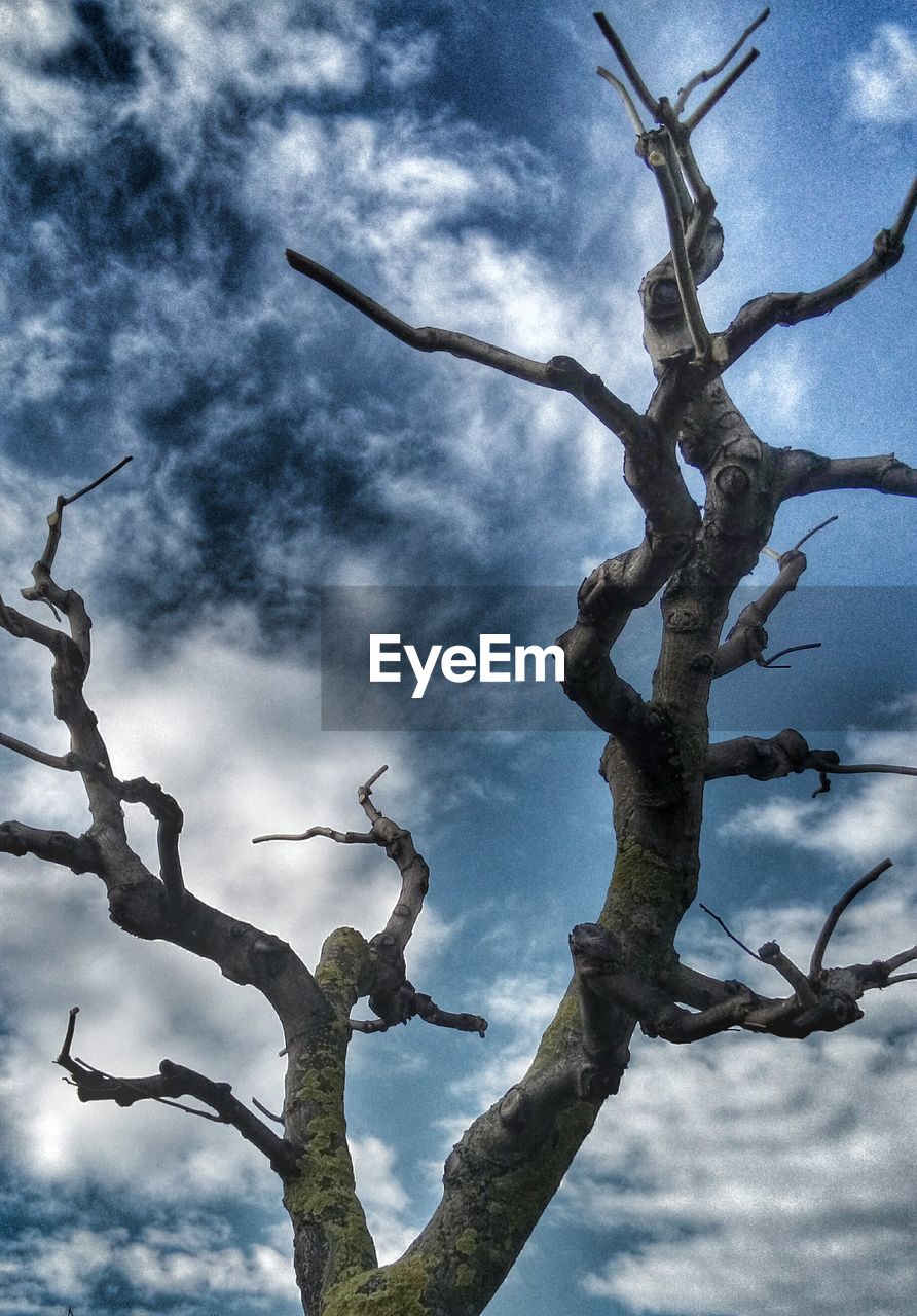 LOW ANGLE VIEW OF BARE TREES AGAINST CLOUDY SKY