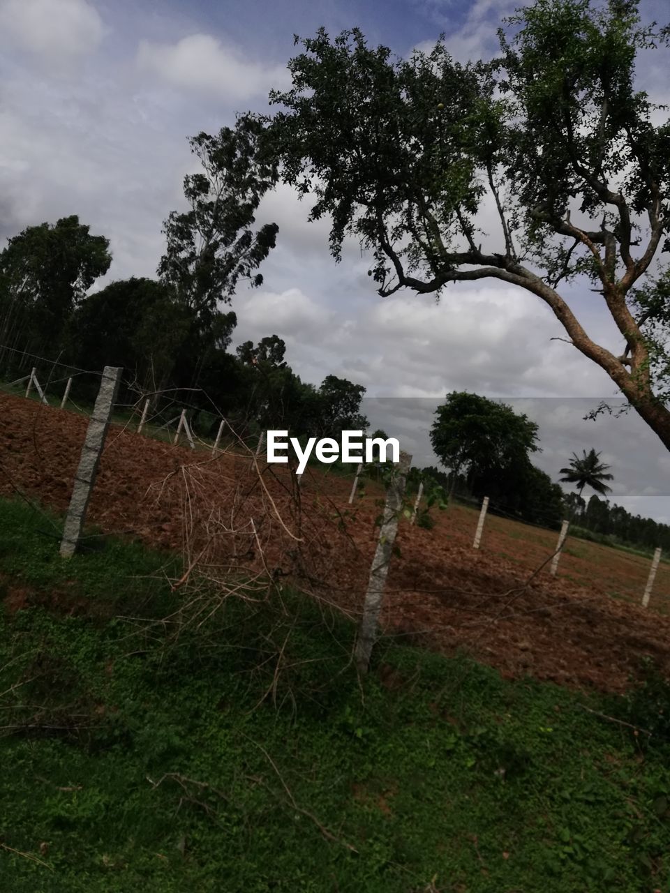 PLANTS ON FIELD AGAINST SKY