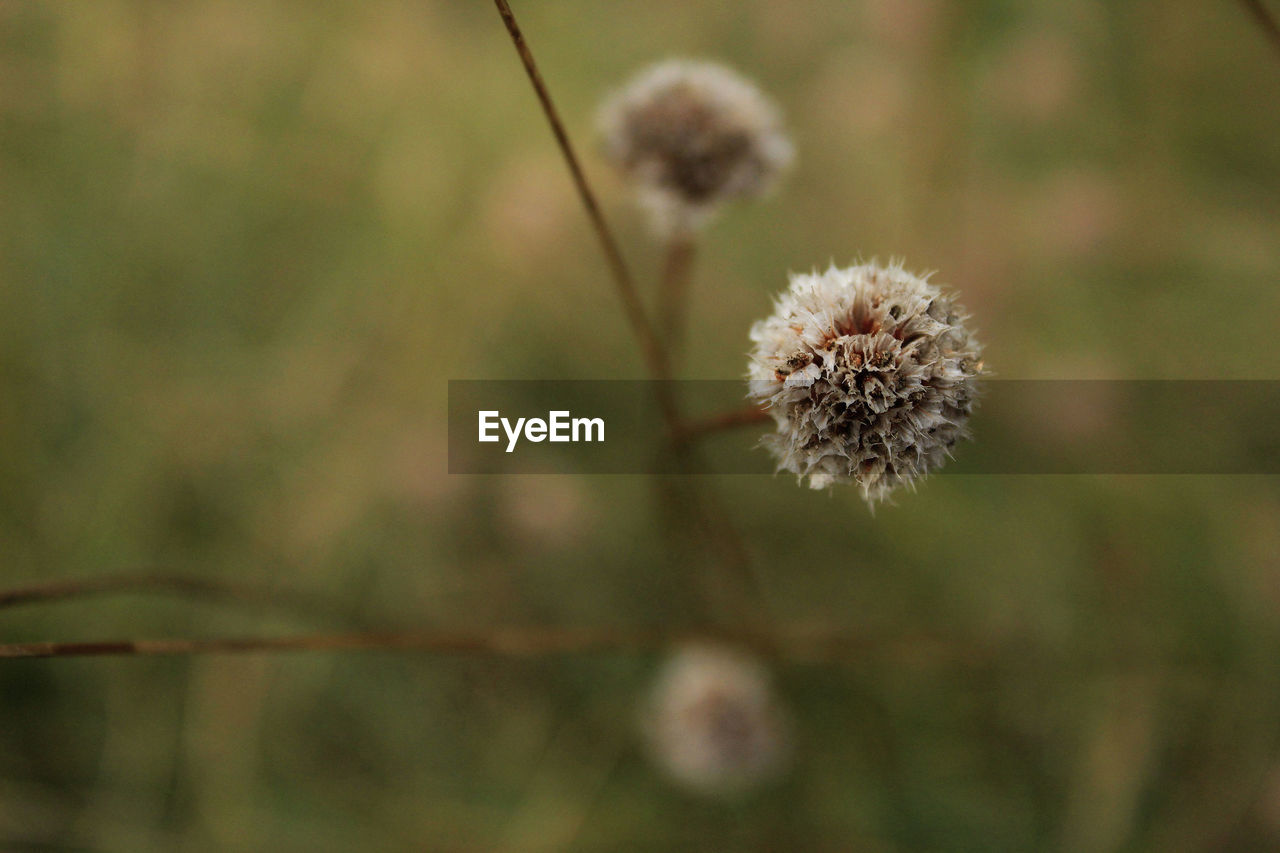 Close-up of dandelion