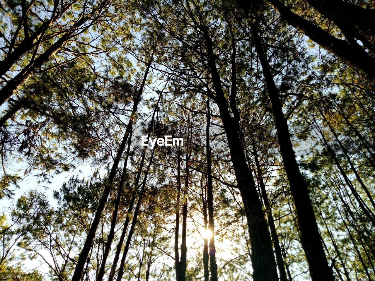 LOW ANGLE VIEW OF BAMBOO TREES IN FOREST