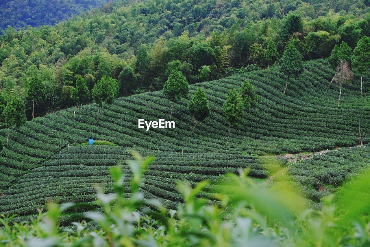 HIGH ANGLE VIEW OF RICE FIELD IN FOREST