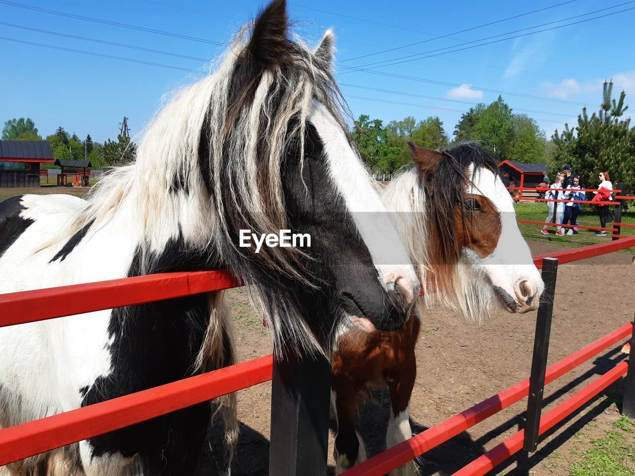 Horses in ranch