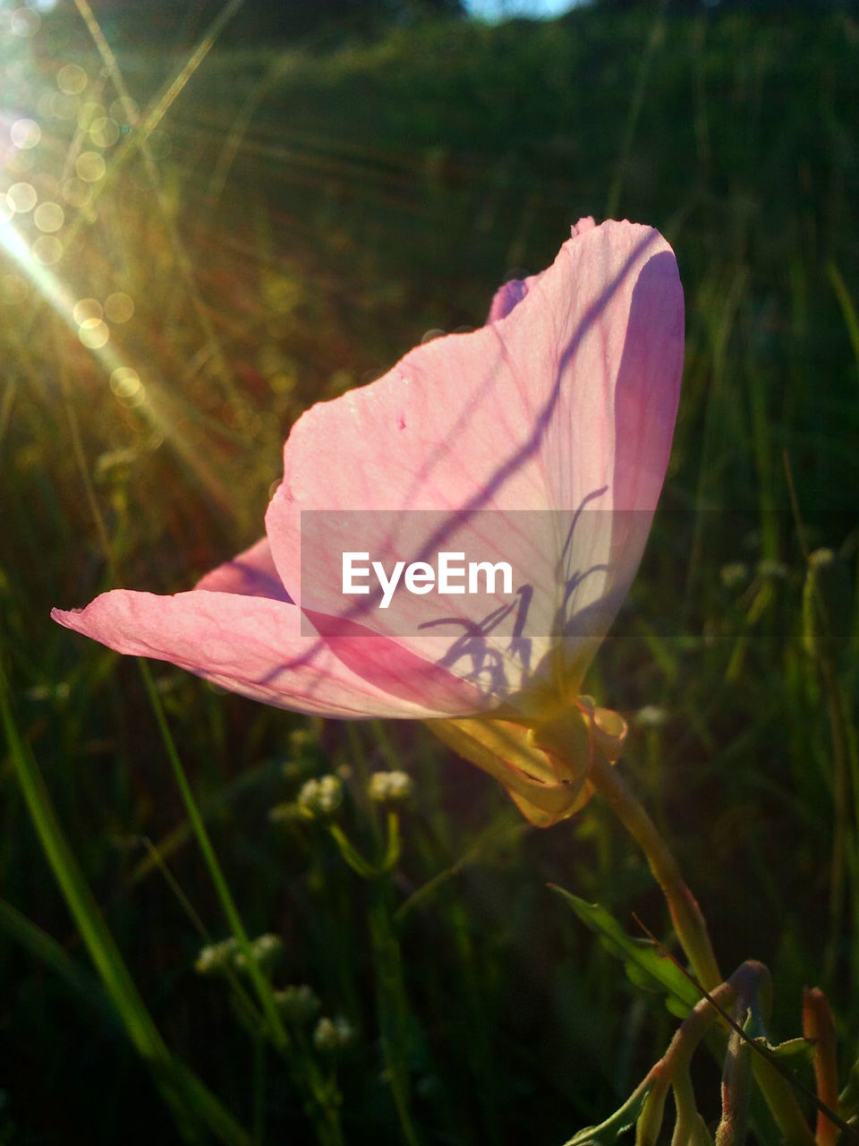 CLOSE-UP OF FLOWER