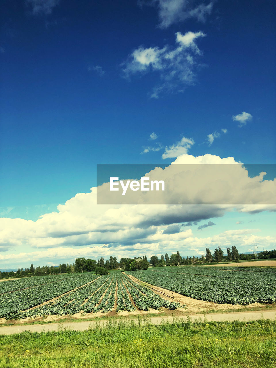 SCENIC VIEW OF FARM AGAINST SKY