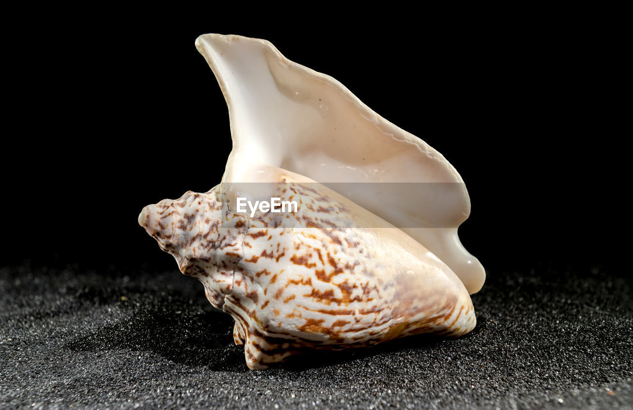 Lobatus raninus or hawk-wing conch sea shell on a black sand background