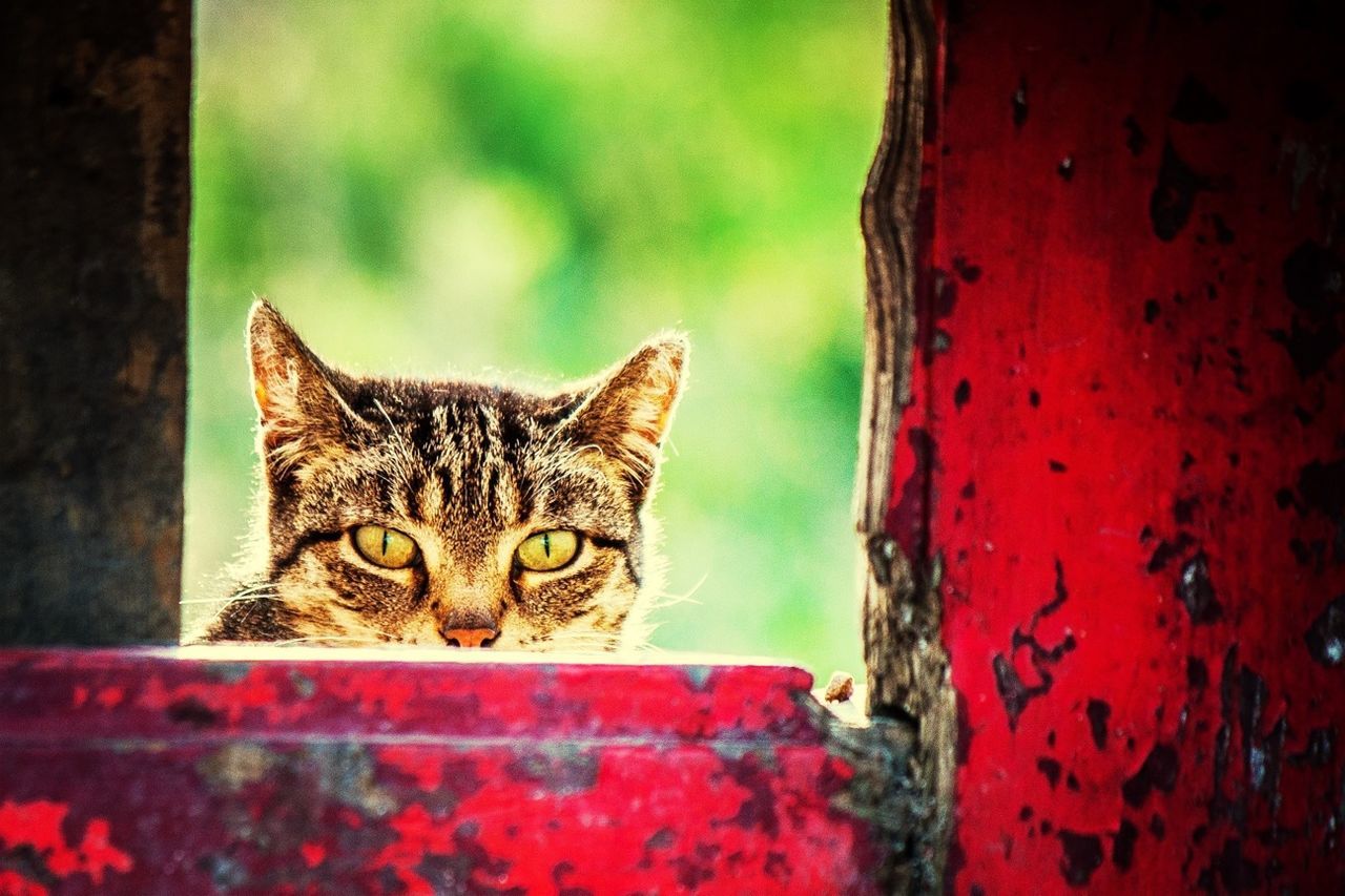 Portrait of cat peeking through wooden fence