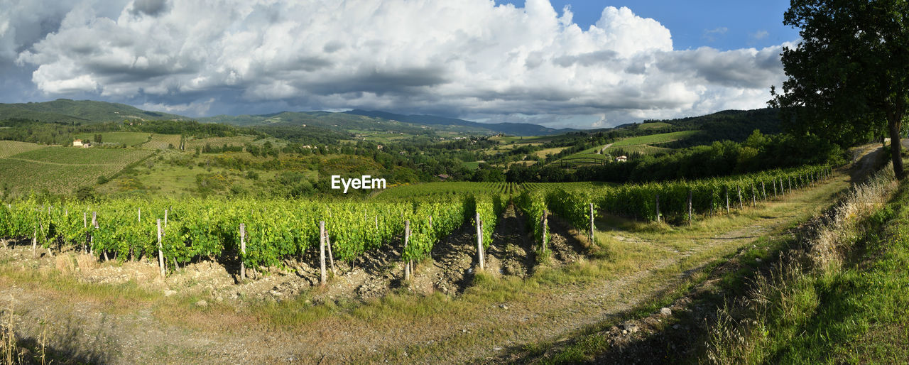 VINEYARD AGAINST SKY